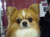 /album/exposicion%20internacional%20canina%20valls%202012%20%20milu%20de%20heport-can%20exc%201%c2%ba%20cac%20cacib%20mr/milu-de-heport-can-i-jpg/